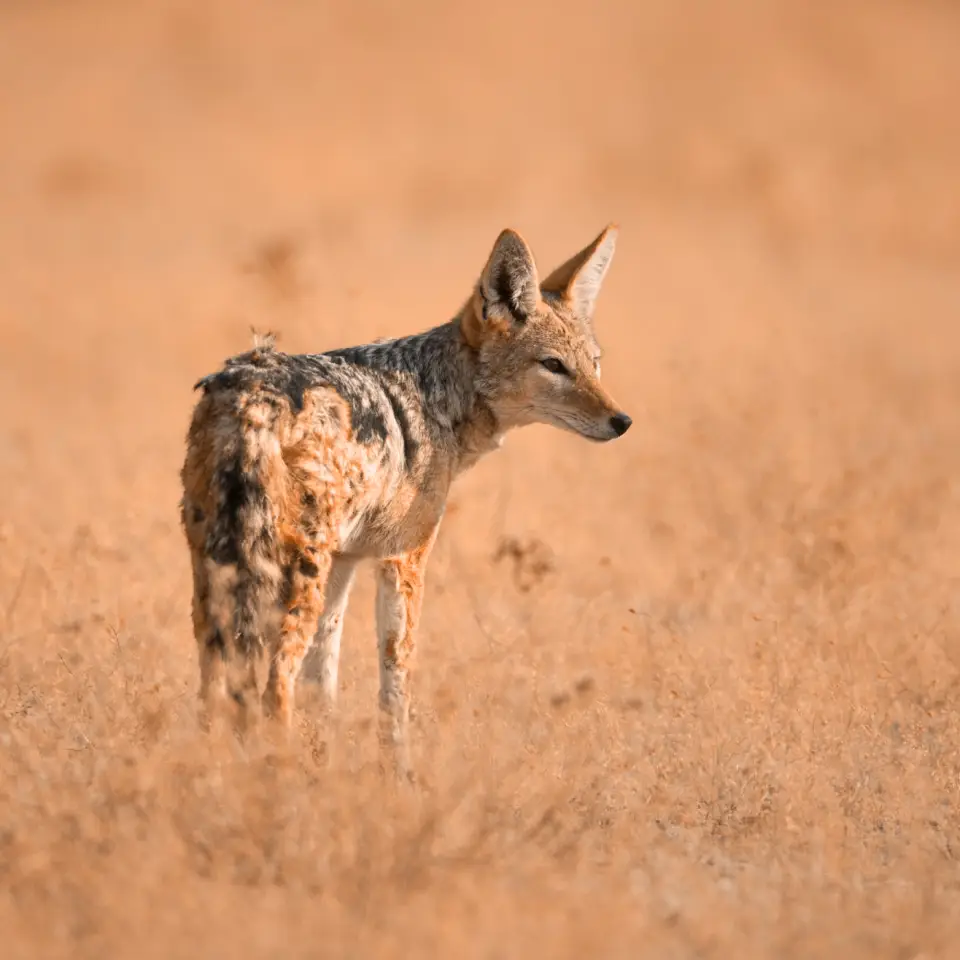 Jackal Animal